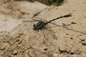 Onychogomphus uncatus